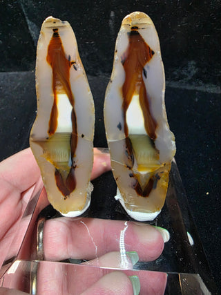 Complete Montana Agate Face Polished Pair